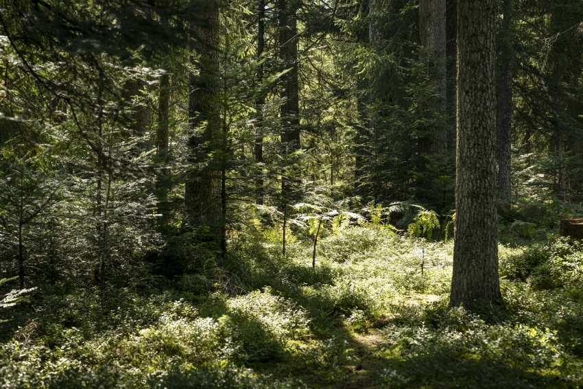 (c) Günter Standl